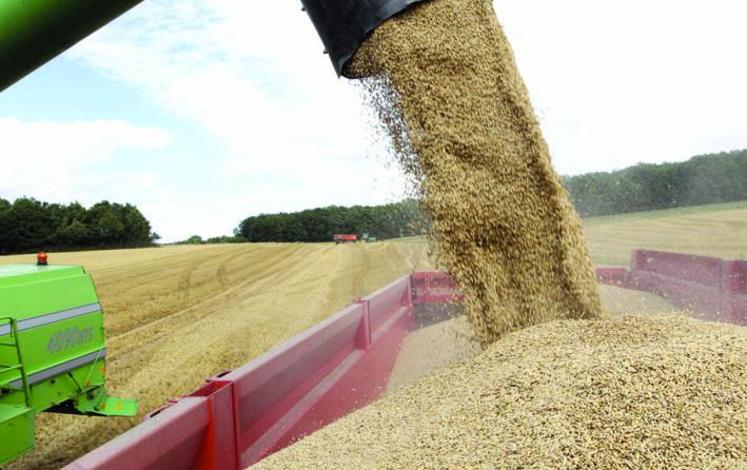 Plusieurs parcelles ont donné jusqu’à 120 quintaux de grains !