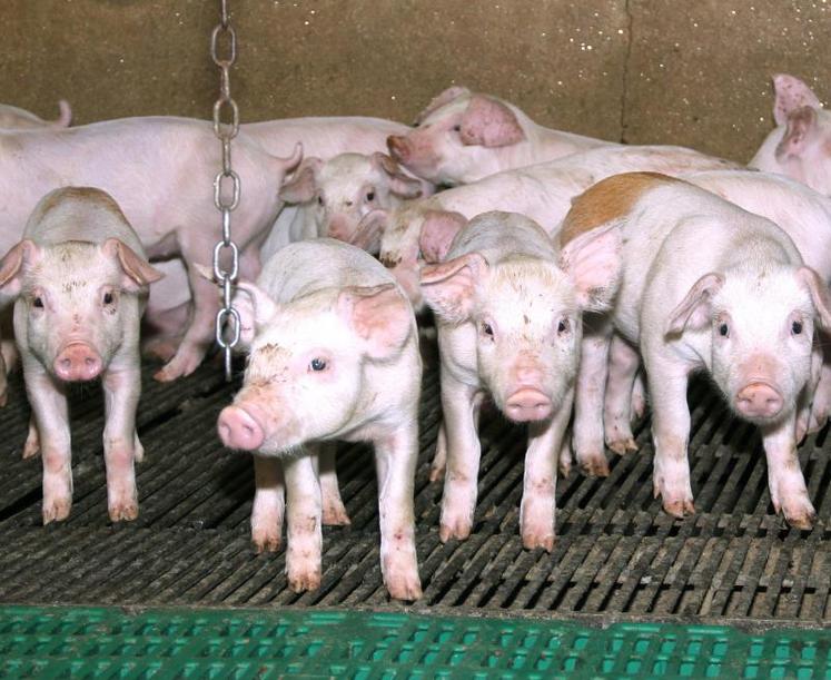 Plusieurs types d’aménagements dans les bâtiments d’élevage peuvent être subventionnés par la Région Hauts-de-France, sous conditions.