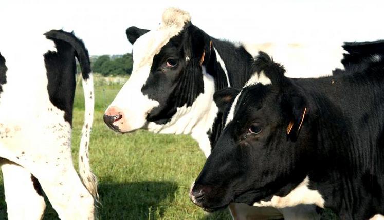 En lait, la valeur de la production (incluant les transformations à la ferme) augmente légèrement en 2018, de 0,8 %.