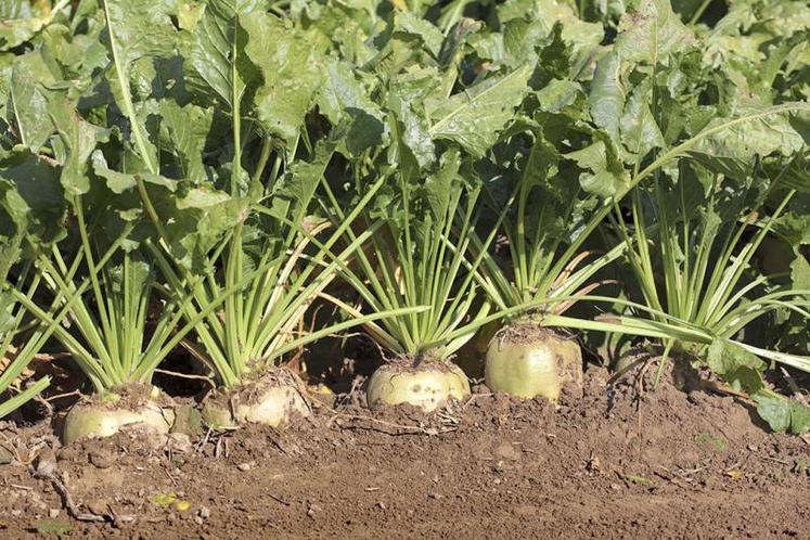 Tereos, Cristal Union et Saint Louis Sucre ont fait quelques annonces à leurs planteurs concernant les prix des betteraves.