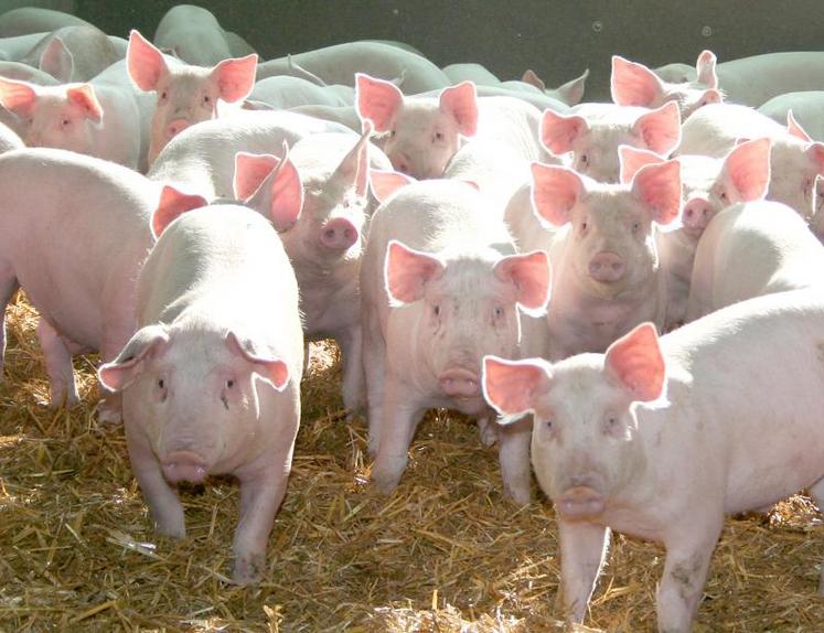 L’arrêt d’activité d’un certain nombre d’ateliers porcins semble «être en recul», constate l’URGPP. 
