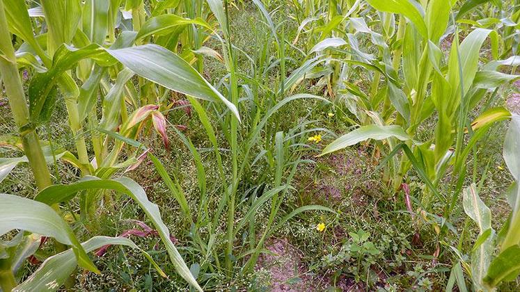 La réussite de la prélevée ou de la post-levée très précoce est conditionnée par une bonne humidité du sol au moment de l’application. 