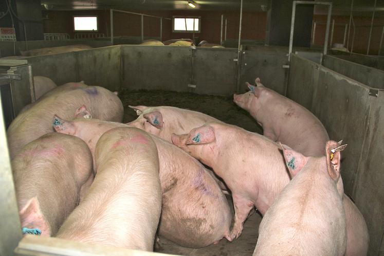 La FNP indique, dans un communiqué du 14 décembre, que le programme de biosécurité visant à prévenir la PPA  «couvre désormais la majorité des élevages».