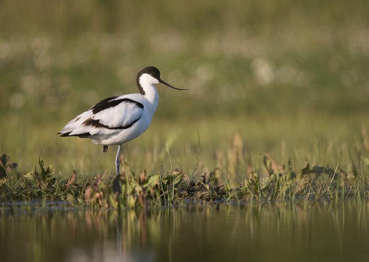 L’avocette élégante est une des espèces phares du site. 
