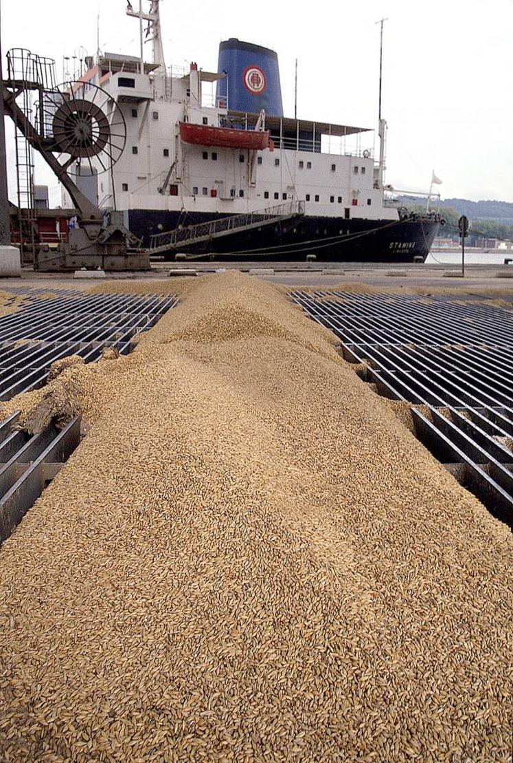 Les achats de blé tendre vers l’Algérie restent prédominants.