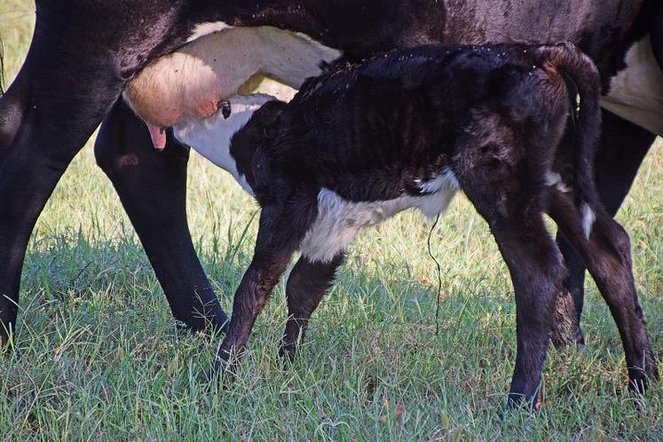 Le colostrum est le premier lait des vaches après la mise-bas.
