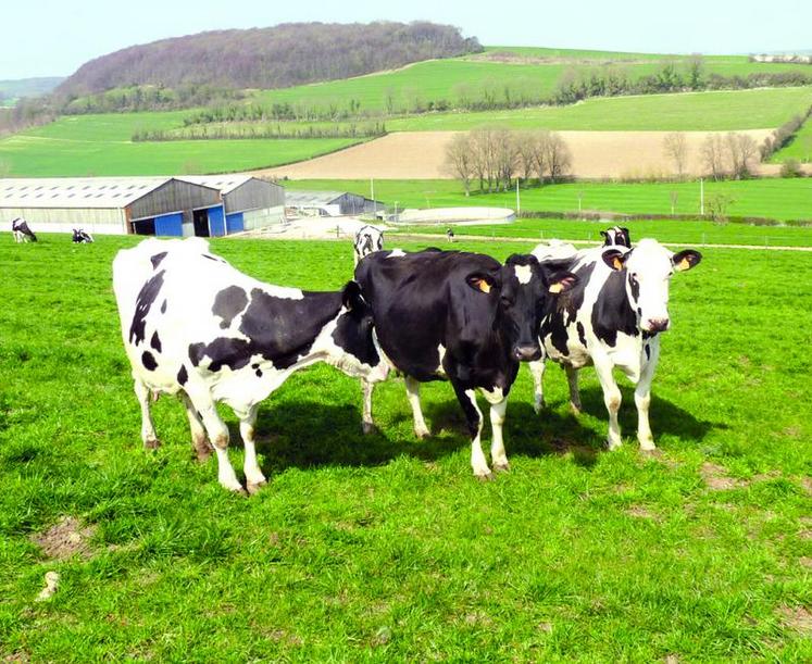 Une sortie précoce des animaux améliore le démarrage de l'herbe, le tallage et, plus globalement, la qualité et la quantité.