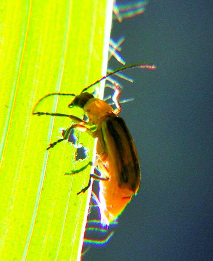 Diabrotica virgifera, la “chrysomèle” du maïs , faisait partie des espèces classées “organisme de quarantaine” lors du piégeage d’un specimen, en 2013 à Rivery. 