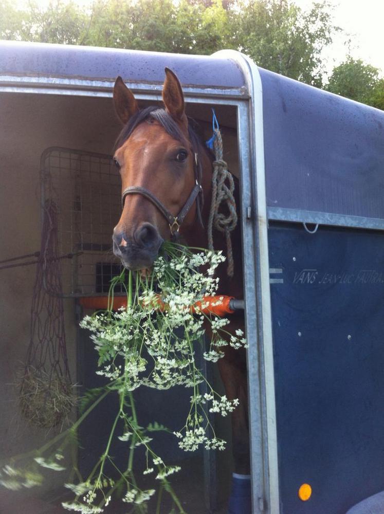 Un éclairage LED capable de fournir un niveau d’éclairement homogène semble réduire le stress du cheval pendant l’embarquement et la phase stationnaire.