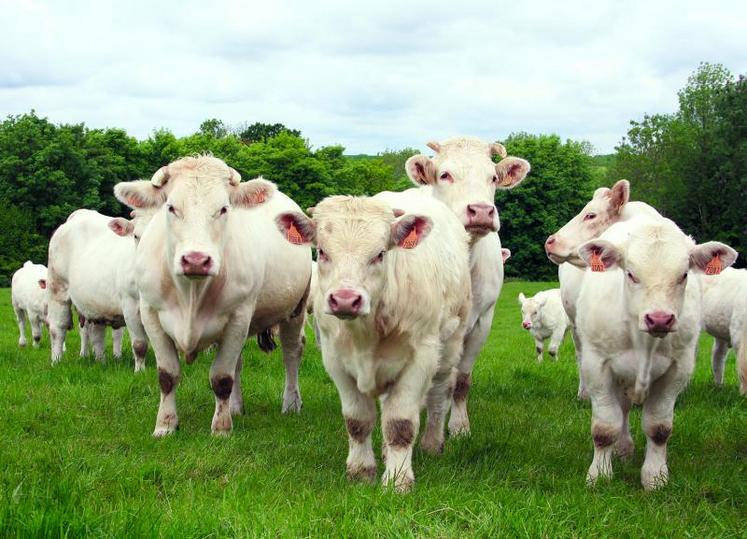 Les différents systèmes de production les plus répandus dans la région sont analysés chaque année par le réseau viande bovine Nord Picardie.