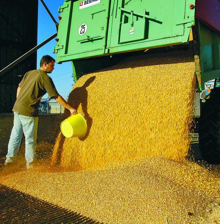 Le rendement en grains du maïs cette année sera pénalisé par les conditions météorologiques à hauteur de 20 à 30 %.