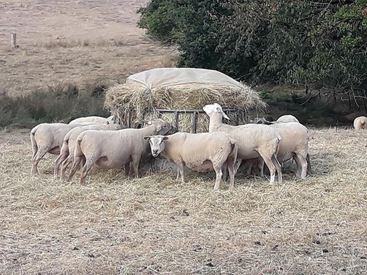 Les brebis vides se satisfont de foin de qualité moyenne si elles sont en bon état.