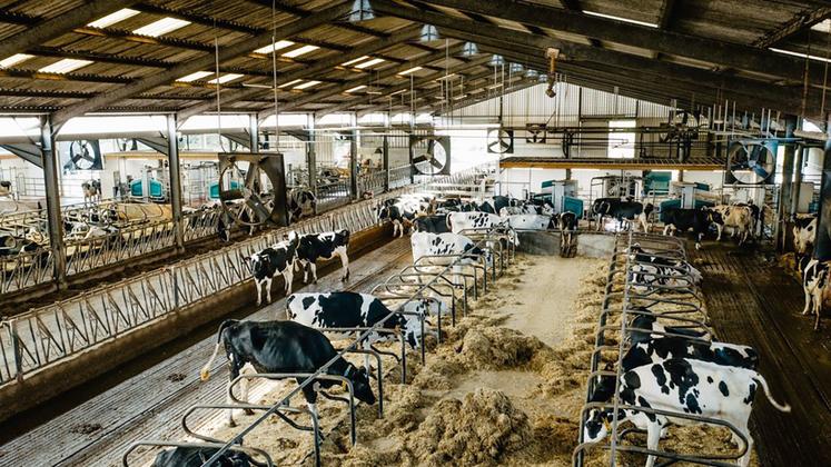 Cinq robots de traite DairyRobot R9500 sont installés dans deux bâtiments distincts (deux et trois robots), en circuit libre. 