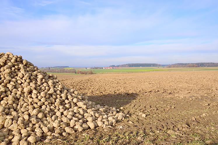 La CGB souhaite que le sucrier propose à ses betteraviers d’indexer une partie de ses betteraves sur le marché à terme.