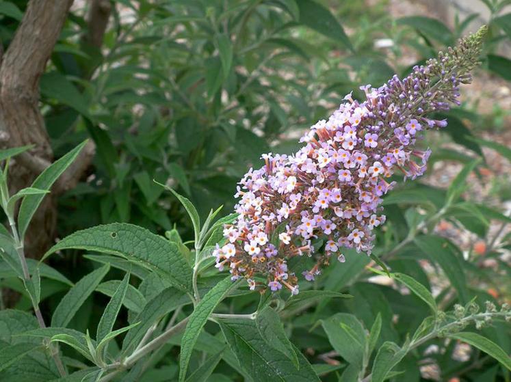 Le Buddléia de David originaire de Chine, aussi appelé Arbre aux papillons,  est particulièrement abondante le long de la vallée de la Somme et de l’Oise.