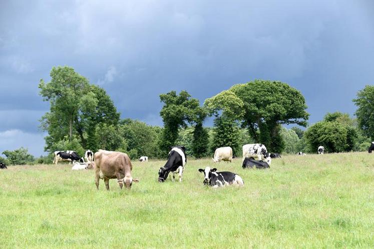 Un exemple de politique RSE : la Prospérité fermière et son lait sans OGM, avec des animaux élevés sur paille, avec une sécurisation de l’accès au pâturage (15 ares par vache pendant au moins cent-soixante-dix jours) et un prix d’achat minimum garanti (300 €/1 000 l, prime de 15 €/1 000 l).