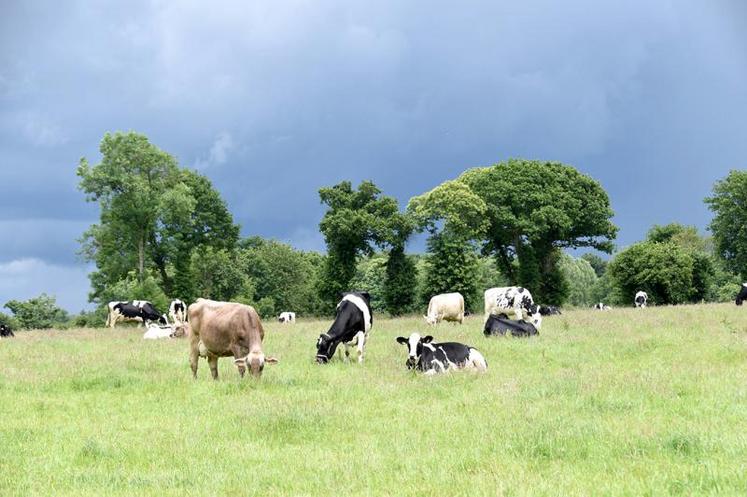 Un exemple de politique RSE : la Prospérité fermière et son lait sans OGM, avec des animaux élevés sur paille, avec une sécurisation de l’accès au pâturage (15 ares par vache pendant au moins cent-soixante-dix jours) et un prix d’achat minimum garanti (300 €/1 000 l, prime de 15 €/1 000 l).