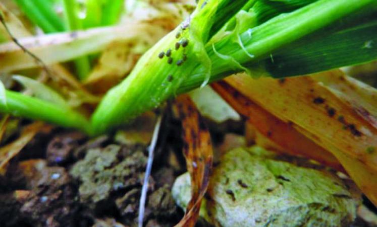 La surveillance des infestations de pucerons n’est pas toujours aisée, notamment en fin d’automne, mais elle reste nécessaire. Les premiers stades sont les plus sensibles mais l’infection reste possible jusqu’à environ fin tallage si les conditions sont favorables à l’activité des pucerons.