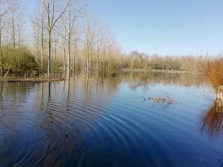 Dans les prairies de Jean-Louis Bouthors, à Daours, l'eau monte parfois jusqu'à 1,30 m.