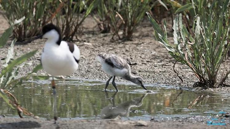 Avocette et son jeune.