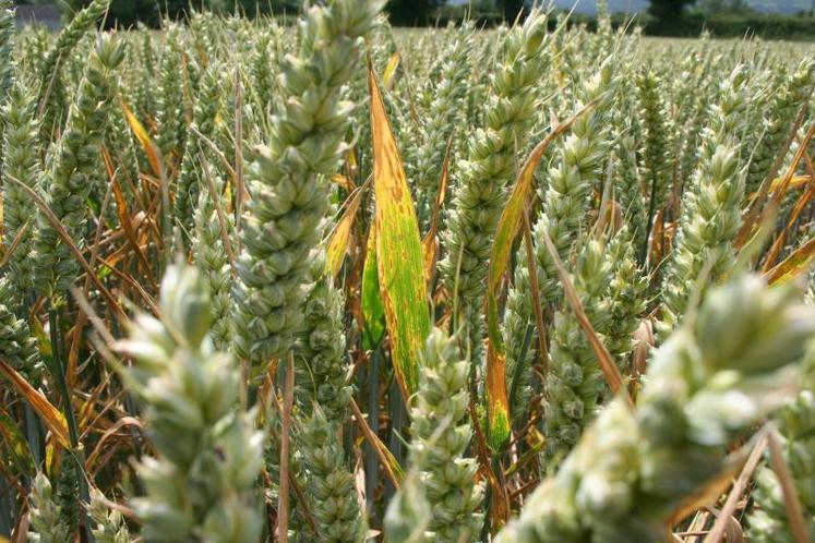 La pression «septoriose» ne sera pas nulle mais tardive. Le risque rouille jaune reste élevé avec des conditions climatiques favorables à son développement. La rouille brune est à surveiller avec un cumul de températures élevé depuis les semis.