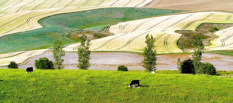 Lorsque l’atelier d’élevage rend un service aux productions végétales, et réciproquement, c’est la complémentarité cultures et élevage. 