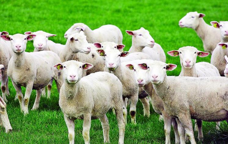 Les agnelles représentent l'avenir du troupeau. Les élever, c'est avant tout les préparer à leur carrière de futures productrices d'agneaux et de lait.