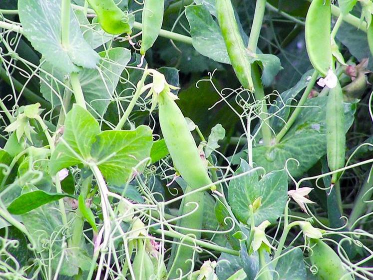 Tous les pois, y compris les pois de conserve, sont considérés comme des SIE au titre des «surfaces portants des plantes fixant l'azote».