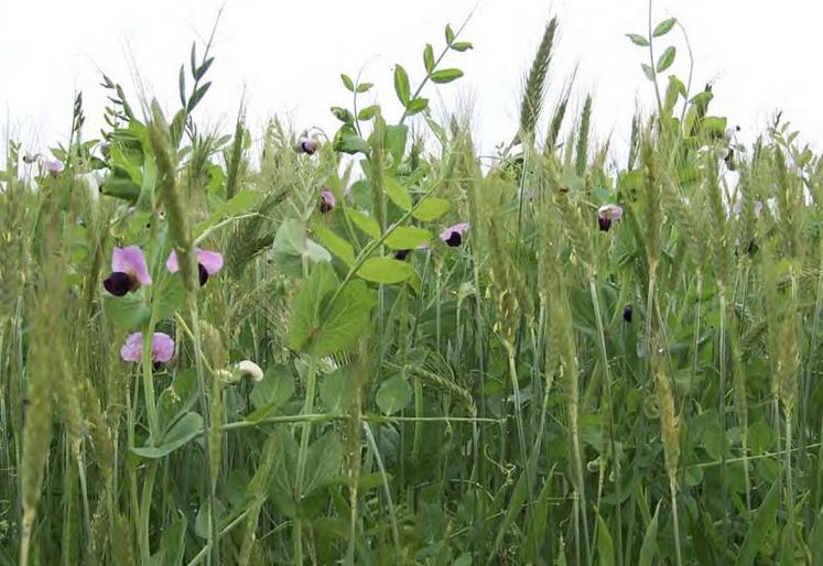 Mélanger les espèces fait partie des solutions techniques en agriculture bio. Ici, un mélange pois fourrager et triticale.