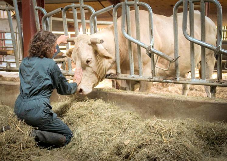 De plus en plus d’agriculteurs se tournent vers des médecines alternatives comme l’homéopathie, l’aromathérapie ou l’ostéopathie pour soigner leurs animaux.