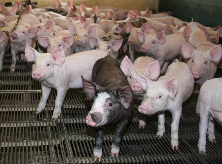 Même si l’embargo était levé, la Russie ne serait plus tributaire des importations venant d’Europe, qui soutenaient les prix européens.