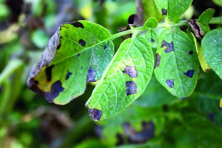 L’alternariose est, après le mildiou, la deuxième maladie fongique la plus importante. Elle peut provoquer des pertes 
de rendement de 20 % en moyenne, notamment lorsque la maladie se manifeste de façon précoce. 