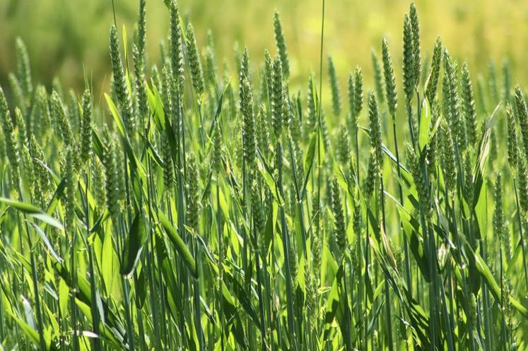Cette campagne, les feuilles du blé étaient indemnes de taches, signe de l'absence de maladie. Une aubaine pour la stratégie de réduction des produits phytosanitaires.