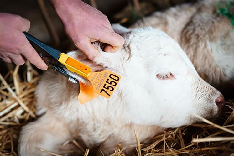 La pose de la boucle de dépistage BVD est à faire sur l’oreille droite.