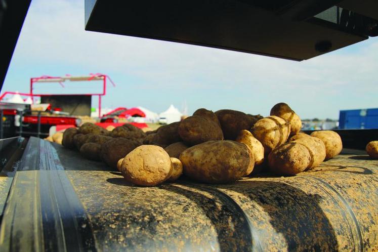 Aviko entend maintenir ses positions sur le marché mondial des produits transformés à base de pomme de terre, 
lequel devrait peser 16,5 millions de tonnes à l’horizon 2025.