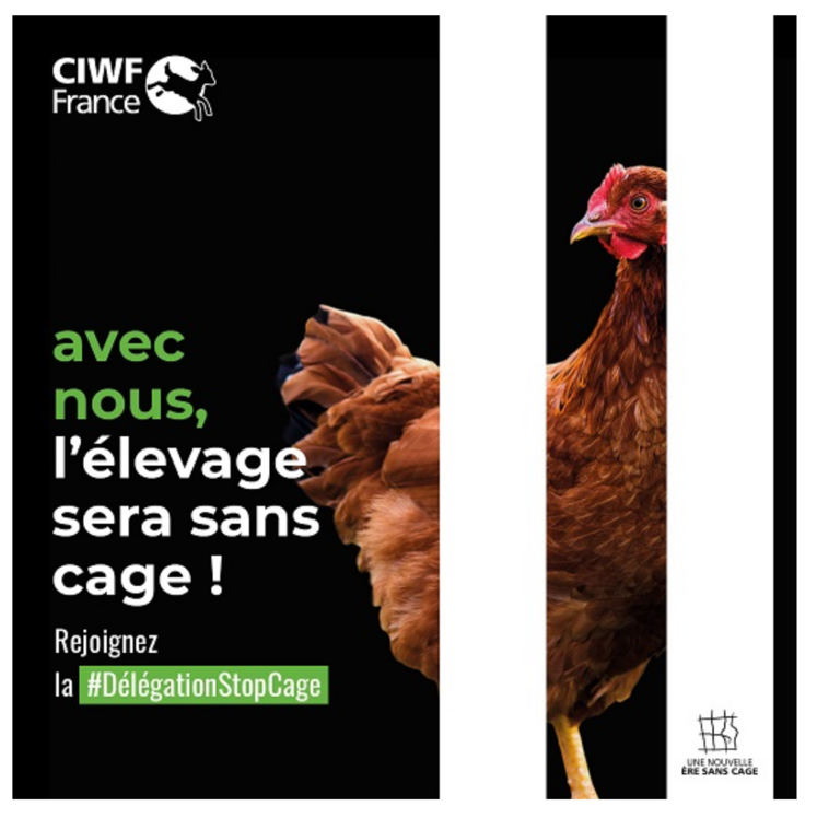 élevage en cages