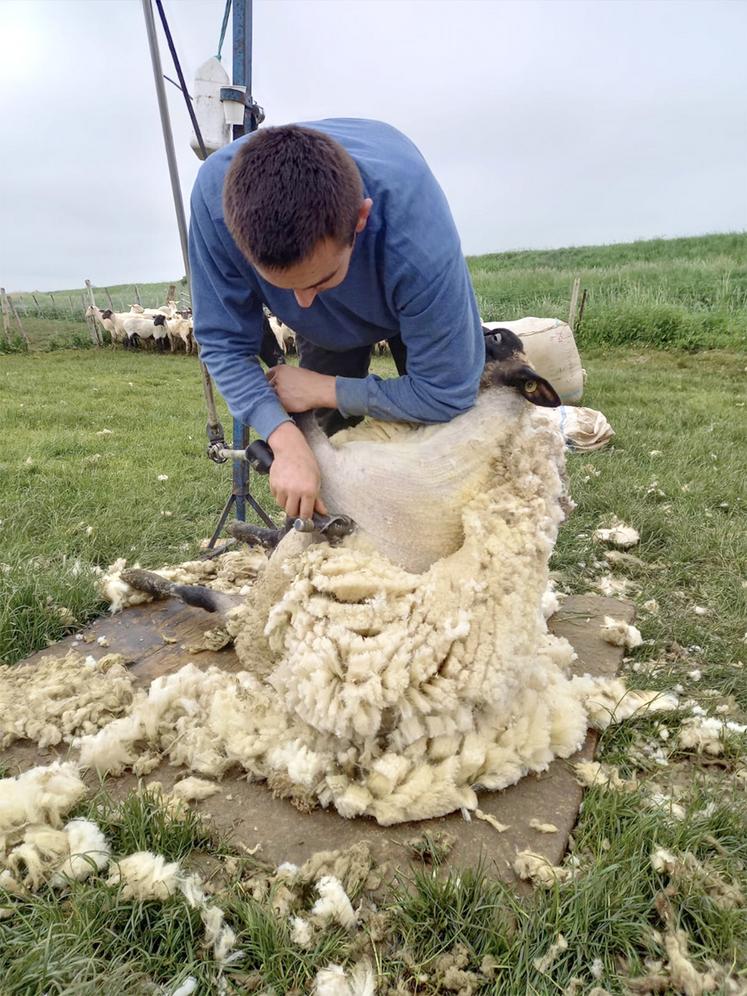Les tondeurs pratiquent la méthode Bowen : quarante et un coups de tondeuse en deux minutes, pour une toison en une seule pièce. 