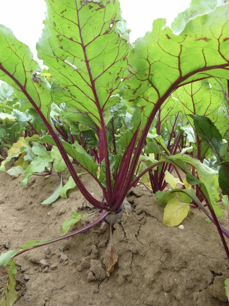 Les betteraves rouges sont des légumes racines dont l’arrachage peut provoquer des tassements, s’il est réalisé en conditions humides.