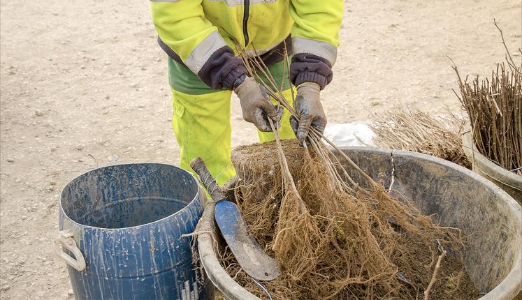 Le choix de plants avec un beau chevelu racinaire est conforté par le respect de la chaîne de fraîcheur. 