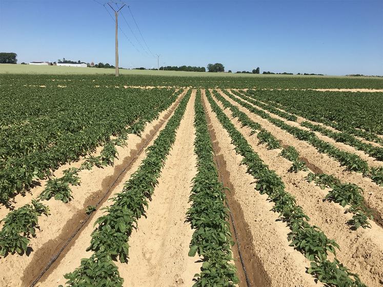 Le goutte-à-goutte a, pour lui, de pouvoir en direct s’adapter au besoin des plantes grâce à des apports fractionnés,  mais se distingue aussi par des temps d’installation et de démontage importants.