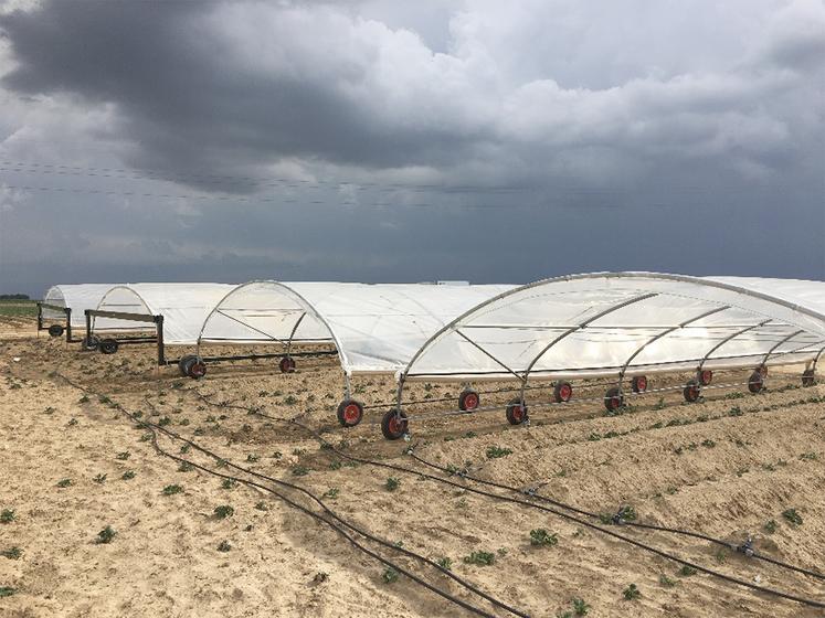 La stratégie d’apport favorisant la fin de cycle a permis des économies d’irrigation sans avoir d’impact sur le rendement  ni la qualité par rapport à la référence irriguée en non limitant. 