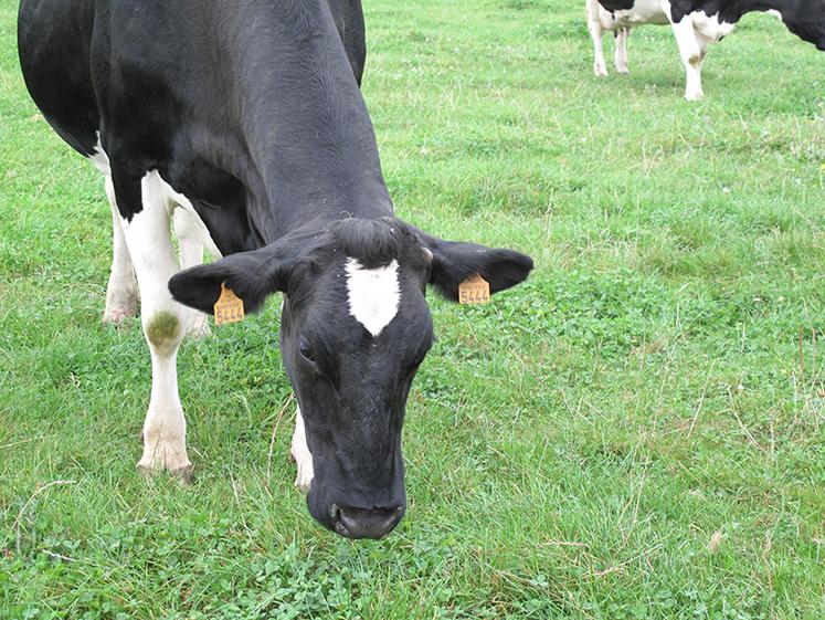 Remplacer le  traditionnel concours de la race Holstein de la foire agricole de Montdidier par un événement numérique, c’est l’idée avancée  par Elie Vermersch  et qui a recueilli une large approbation au sein de l’association. Son nom ?  Le «e-Montdidier Show». 