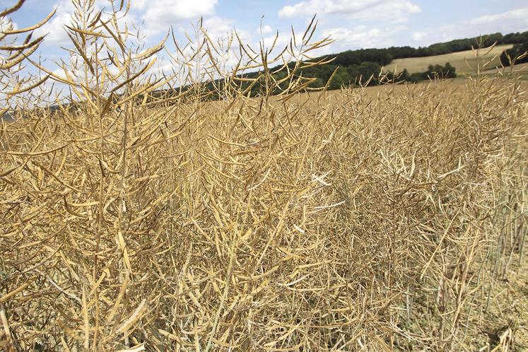 Faute de grain à moudre, la Chine accélère d’ailleurs ses achats de porc et d’huiles, y compris sur le marché européen. Cette flambée des cours tous azimuts devrait se poursuivre jusqu’à l’été.