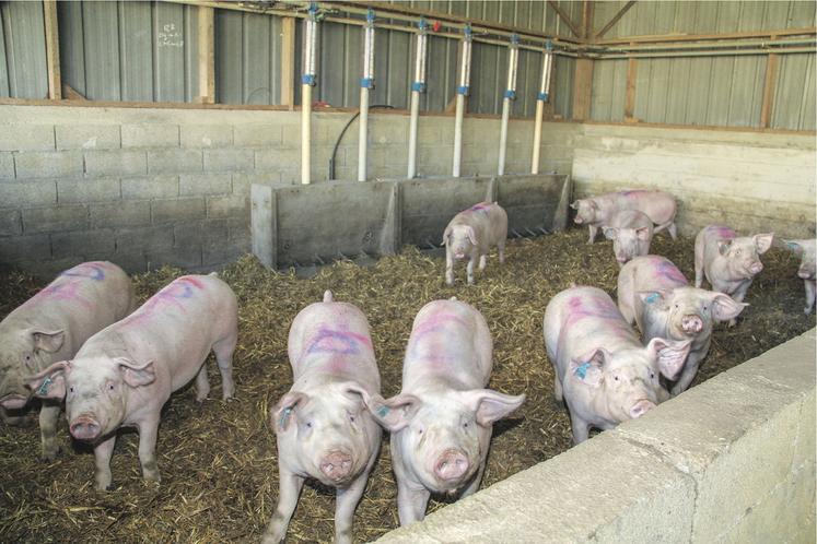 L’année 2020 s’est révélée particulièrement difficile pour l’activité porcine qui a subi à la fois les conséquences de la covid-19 et la peste porcine africaine.