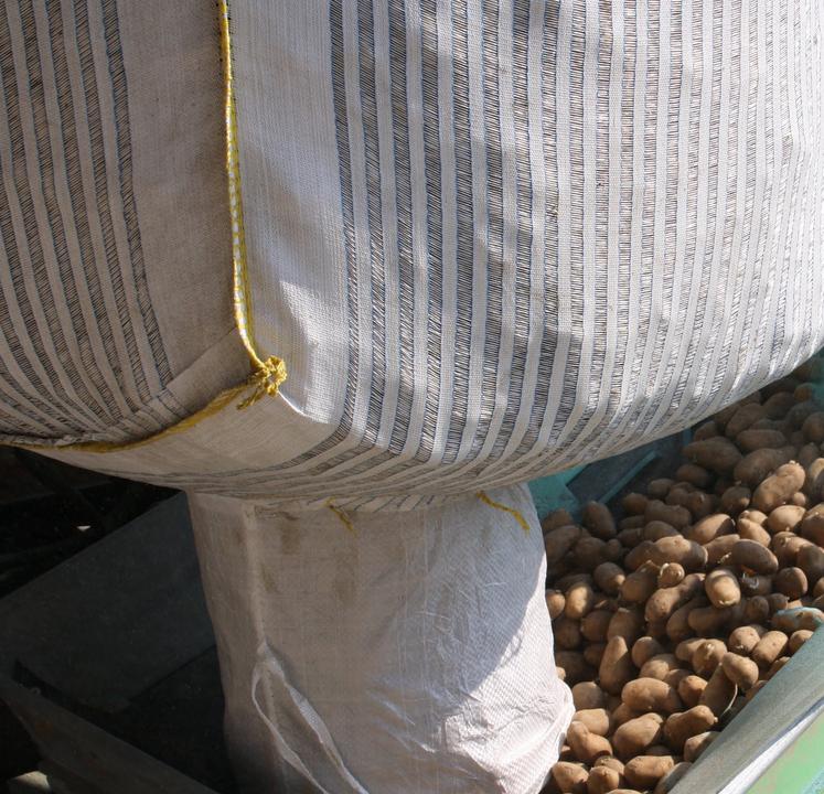 Plants de pommes de terre dans big bag