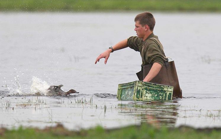 Des échanges constructifs entre la Fédération nationale des chasseurs et le ministère de l’agriculture ont permis d’assouplir les règles d’utilisation des appelants en cas de grippe aviaire.