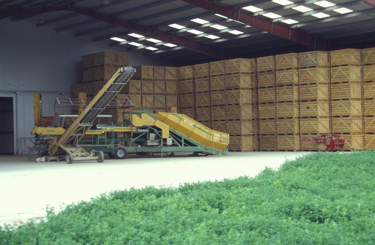 Depuis 2019, un consortium réunissant l’interprofession de la pomme de terre, les Chambres d’agriculture, la FRSEA  et le Conseil régional Hauts-de-France alerte les pouvoirs publics sur les difficultés liées à l’arrêt de l’utilisation du CIPC pour le stockage des pommes de terre. 