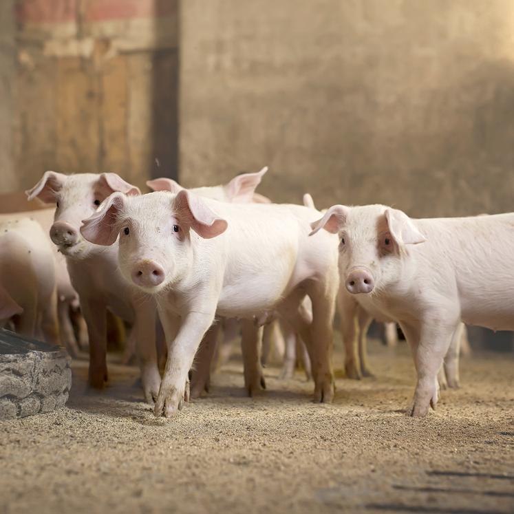 Depuis août 2020, huit-cents porcs du groupement Le Porcilin (62) reçoivent une alimentation enrichie en huile d’insecte. Cette pratique va être largement étendue. 