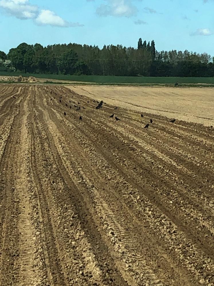 Selon les experts d’Arvalis, les dégâts imputables aux corvidés comme au sanglier sont en expansion.