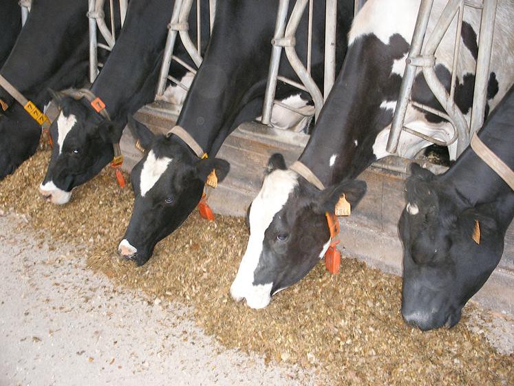 L’équilibre de la ration de base reste une priorité pour maîtriser le coût  alimentaire.